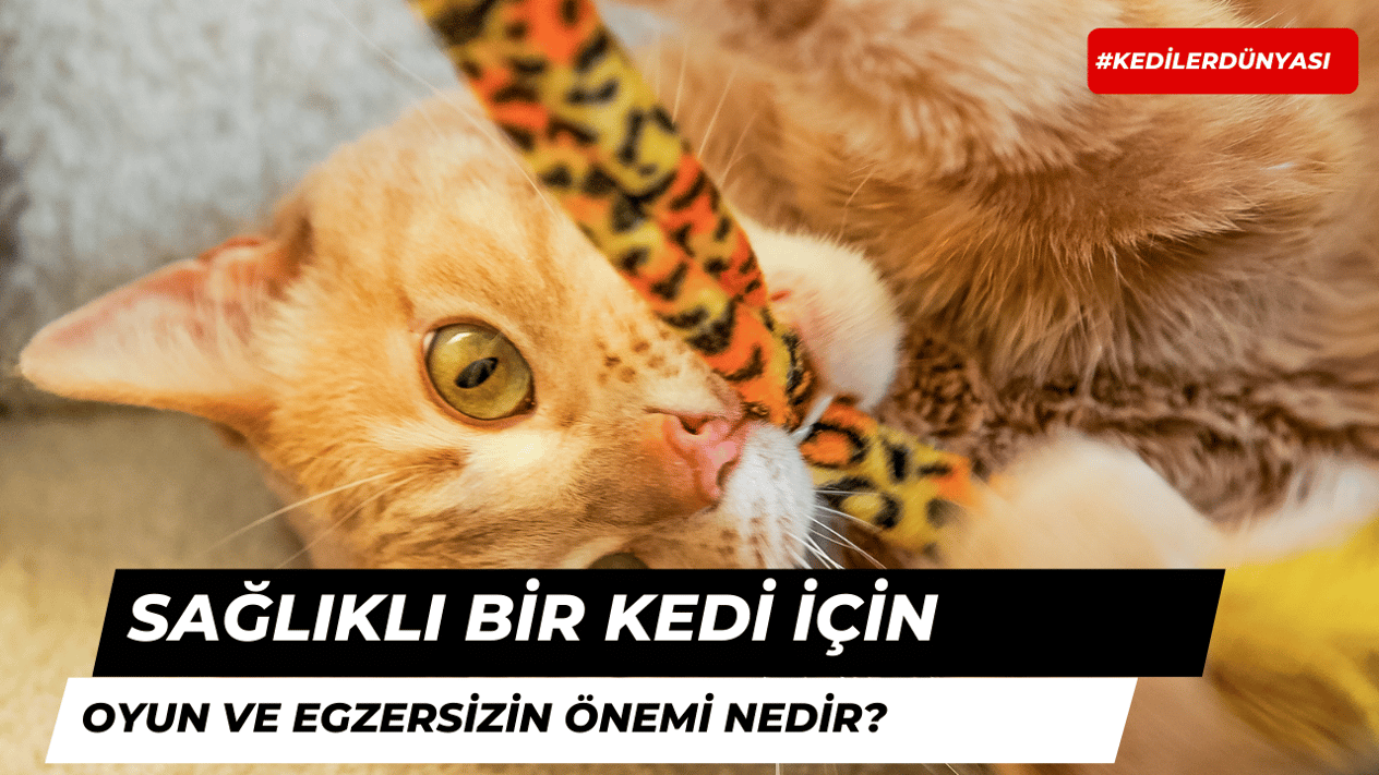 Sağlıklı Bir Kedi İçin Oyun ve Egzersizin Önemi Nedir?