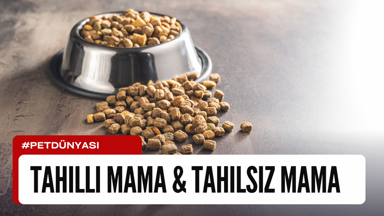 Tahıllı Mama ile Tahılsız Mama Arasındaki Fark Nedir?