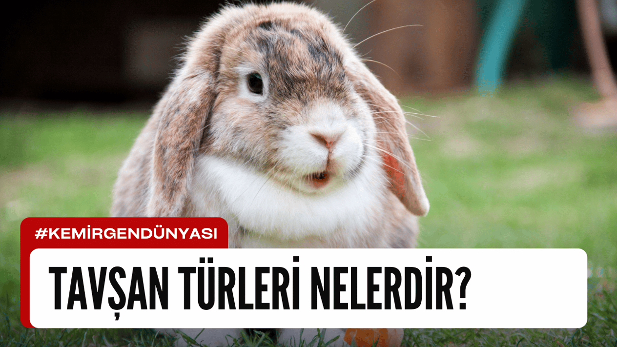 Tavşan Türleri Nelerdir?