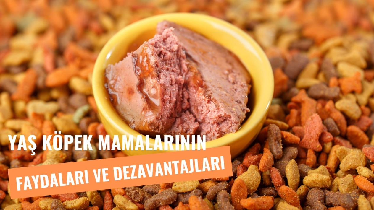 Yaş Köpek Mamaları Hakkında