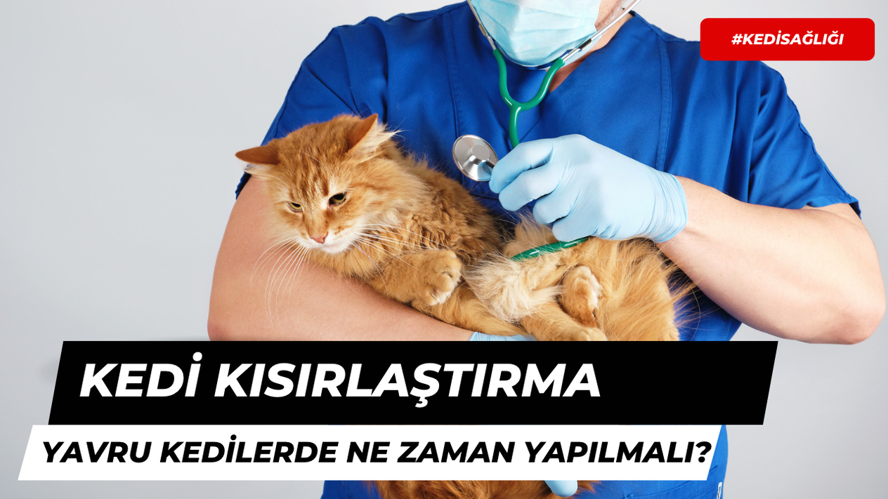 Yavru Kediler Ne Zaman Kısırlaştırılmalı?