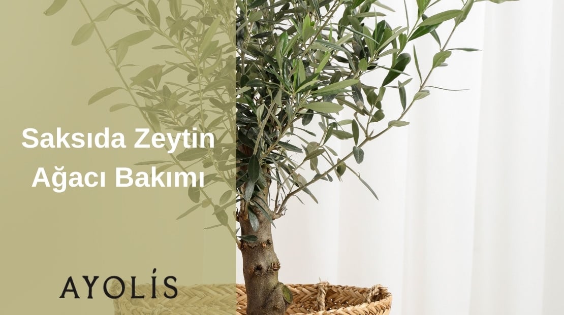 Saksıda Zeytin Ağacı Bakımı