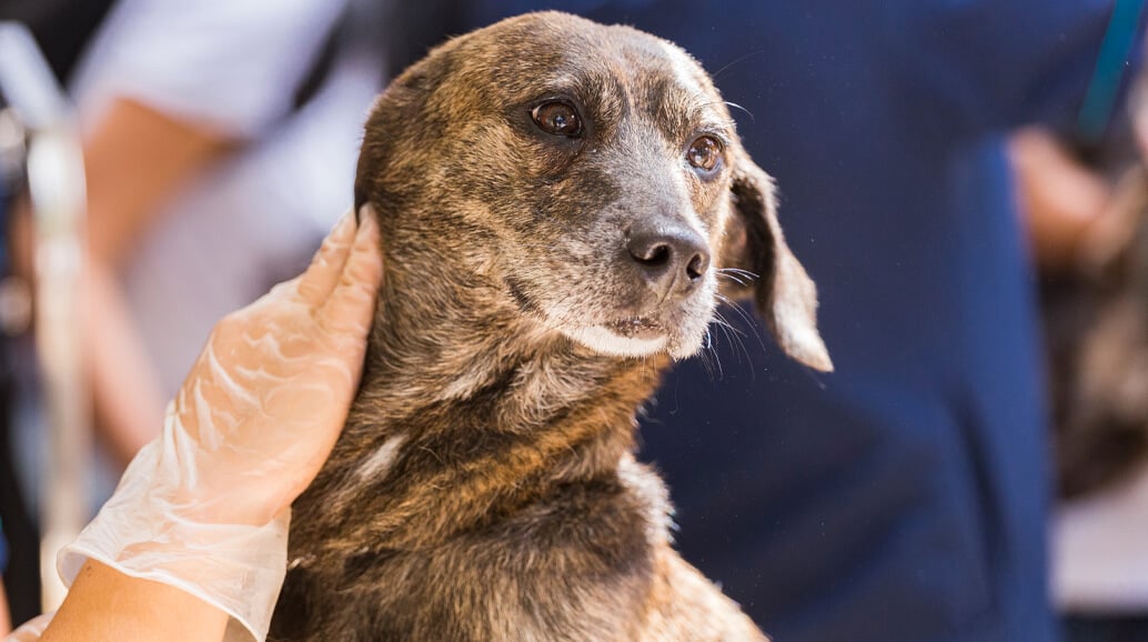 Köpeklerde Uyuz: Belirtileri, Nedenleri ve Tedavisi