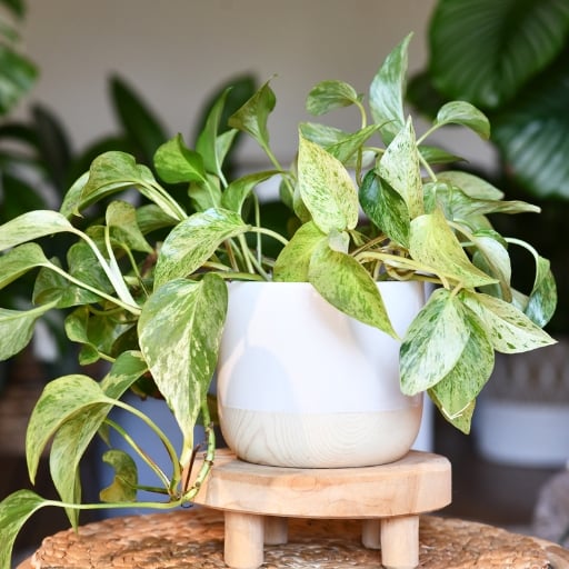 salon bitkileri pothos sarmaşığı