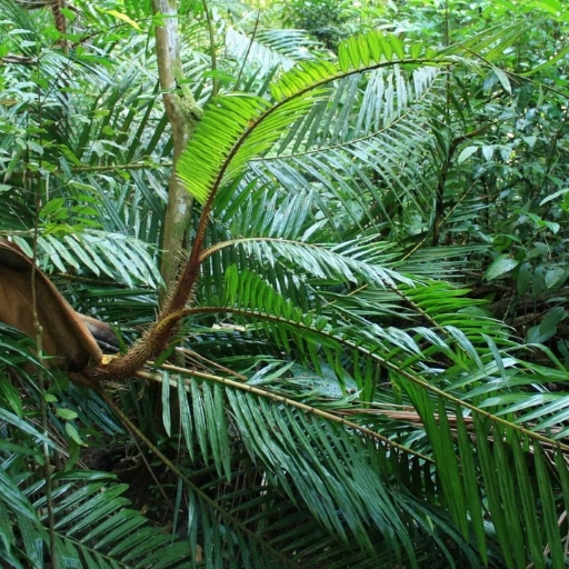 rattan bitkisi