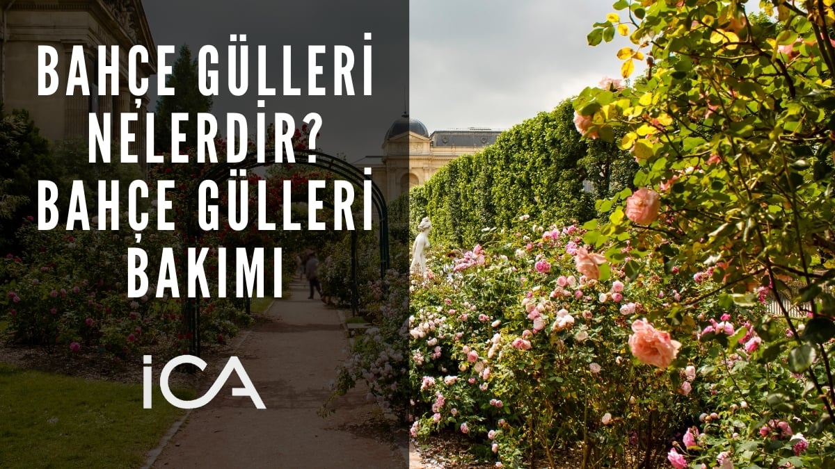bahçe gülleri nelerdir