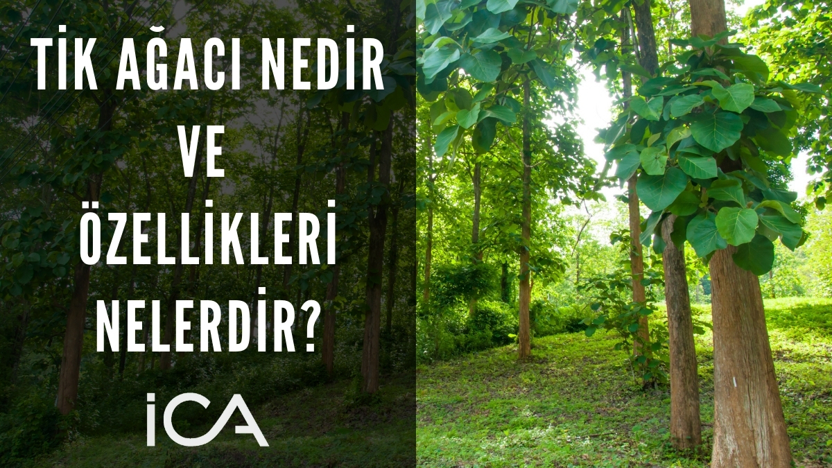 tik ağacı nedir ve özellikleri