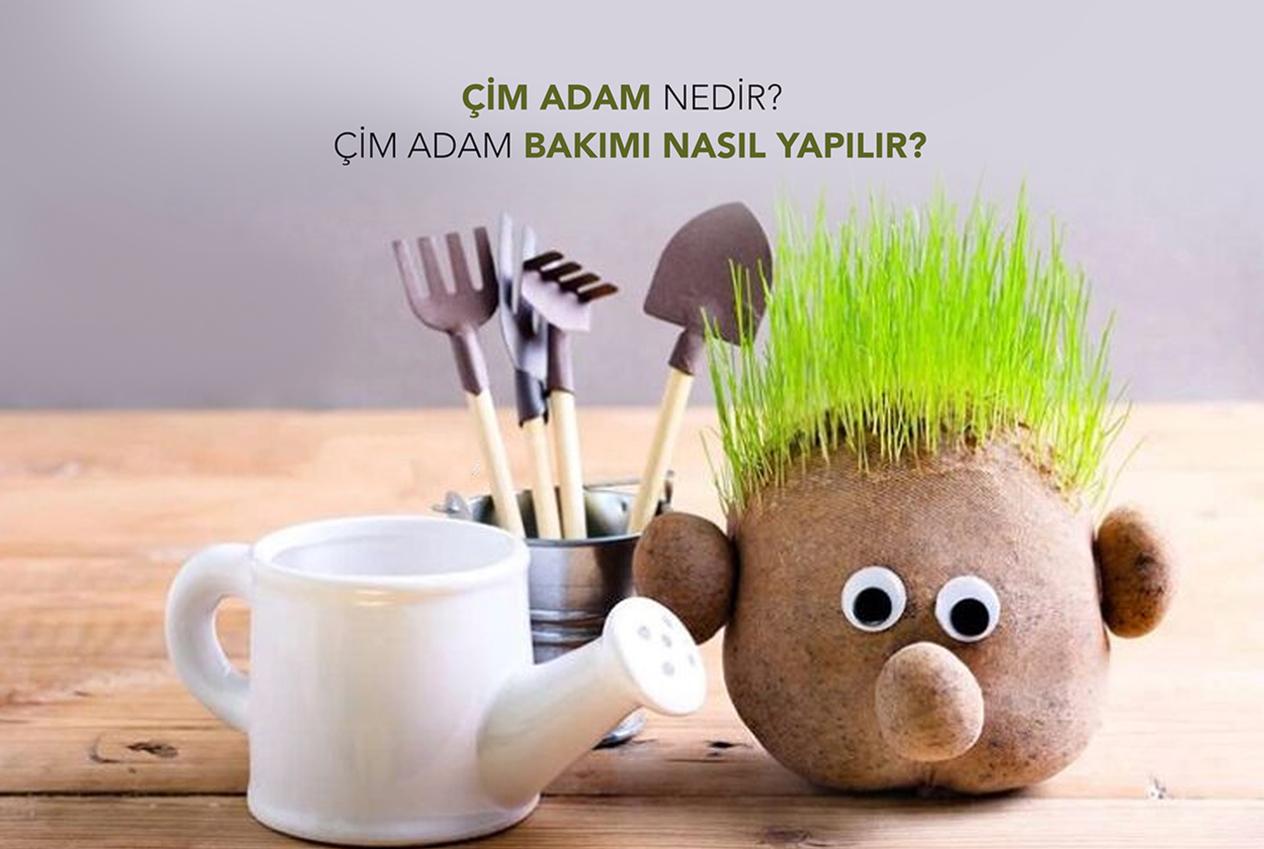 Çim Adam Nedir Çim Adam Bakımı