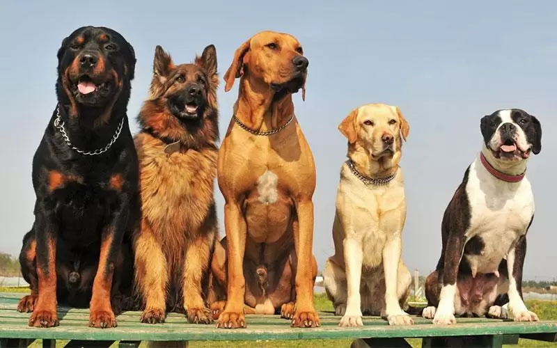 köpek cinsleri