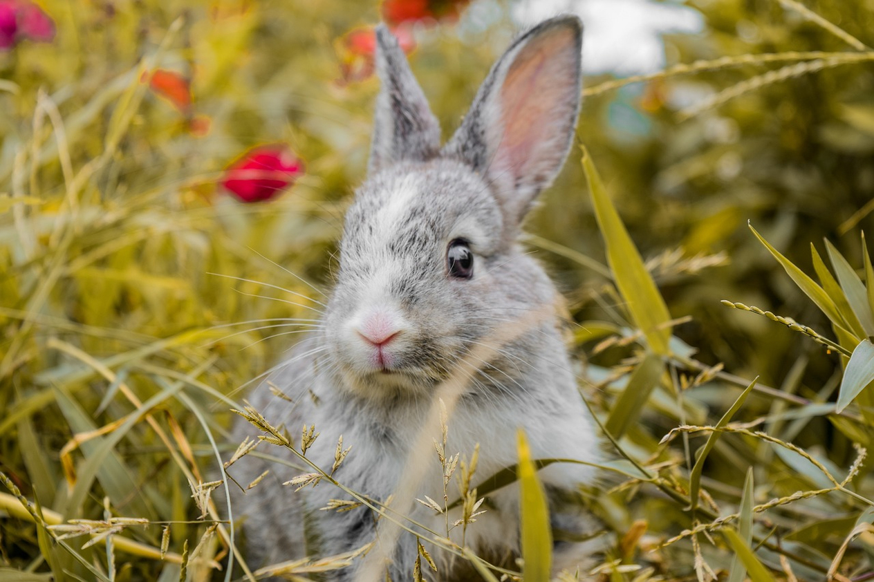 Beginner’s Guide to Pet Rabbit Care