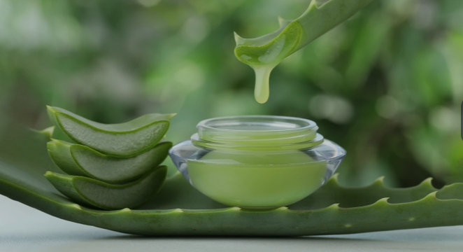 Aloe Vera: Doğanın Şifalı Mucizesi