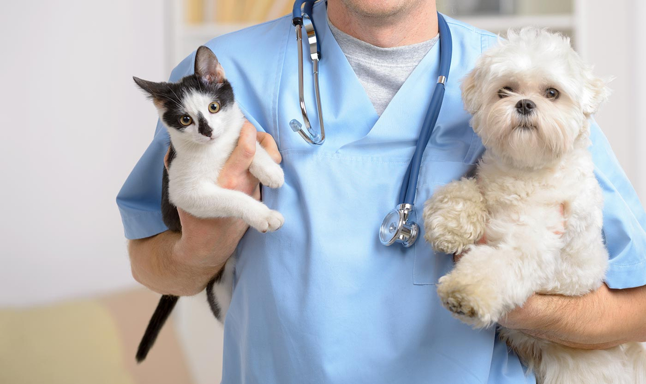 Güzelbahçe Veteriner Klinikleri