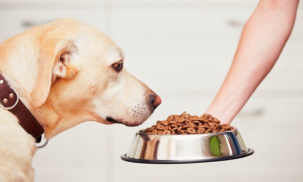 köpek maması içeriği