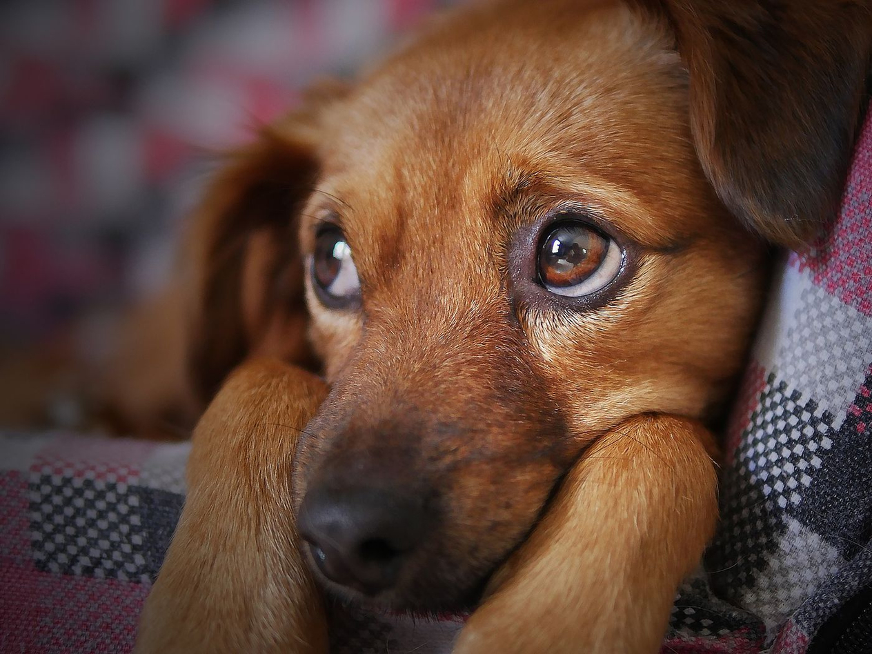 Köpeklerin Öleceği Nasıl Anlaşılır