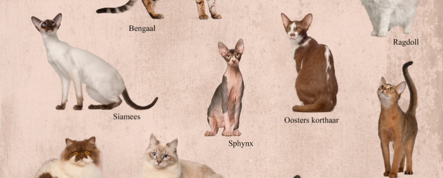 En Çok Tercih Edilen Kedi Irkları