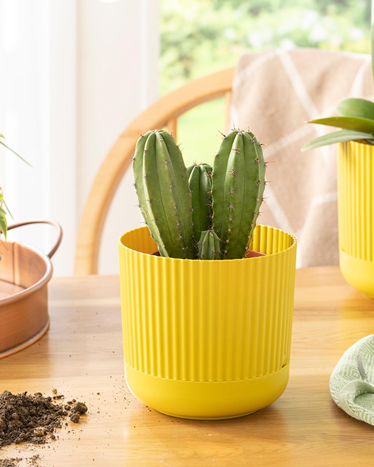 Bloom Plastik Saksı Zeytin Yeşili