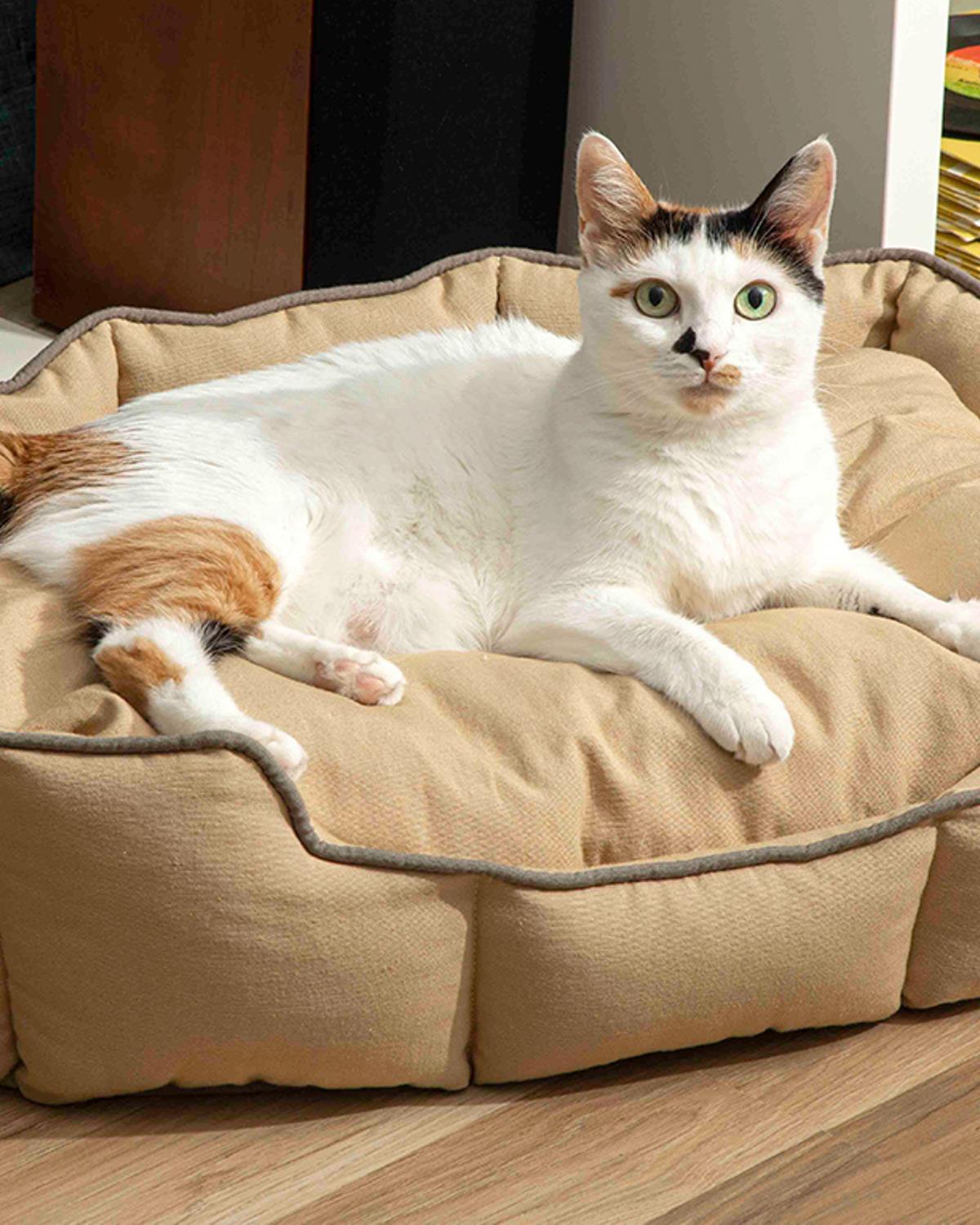 Bonny Köpek Ve Kedi Yatağı Bej