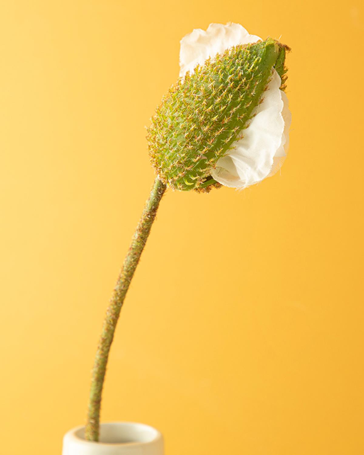 Wild Flower Tek Dal Yapay Çiçek Beyaz