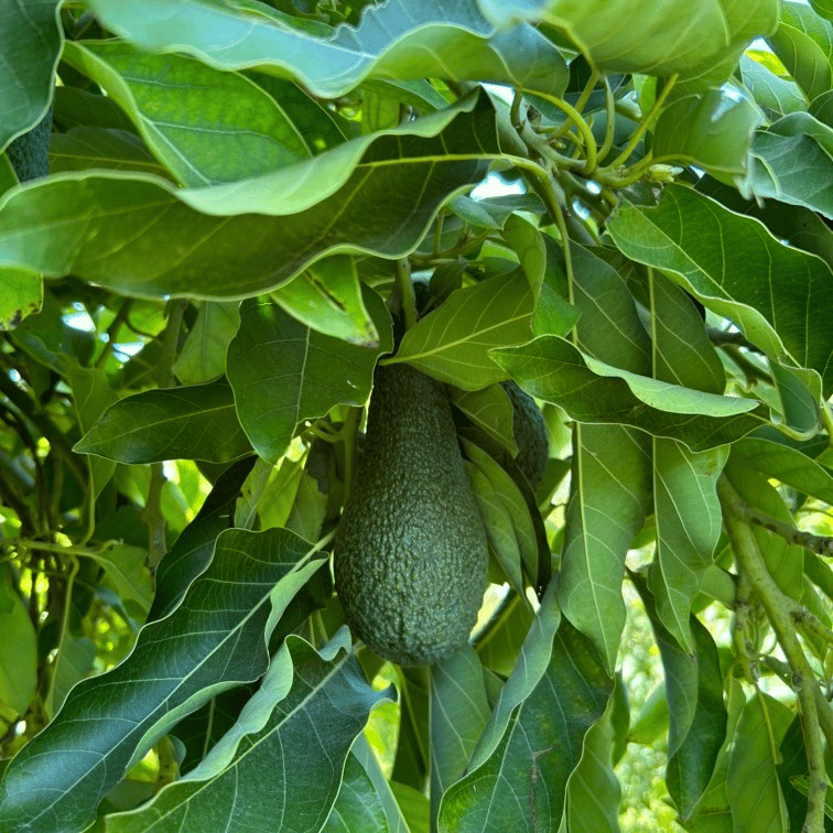AVOKADO (WURT) - 1 KG