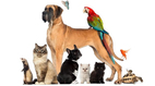Köpek hakkında