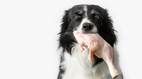 Köpek hakkında