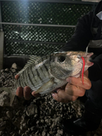 Fujin Bio Worm av görüntüsü