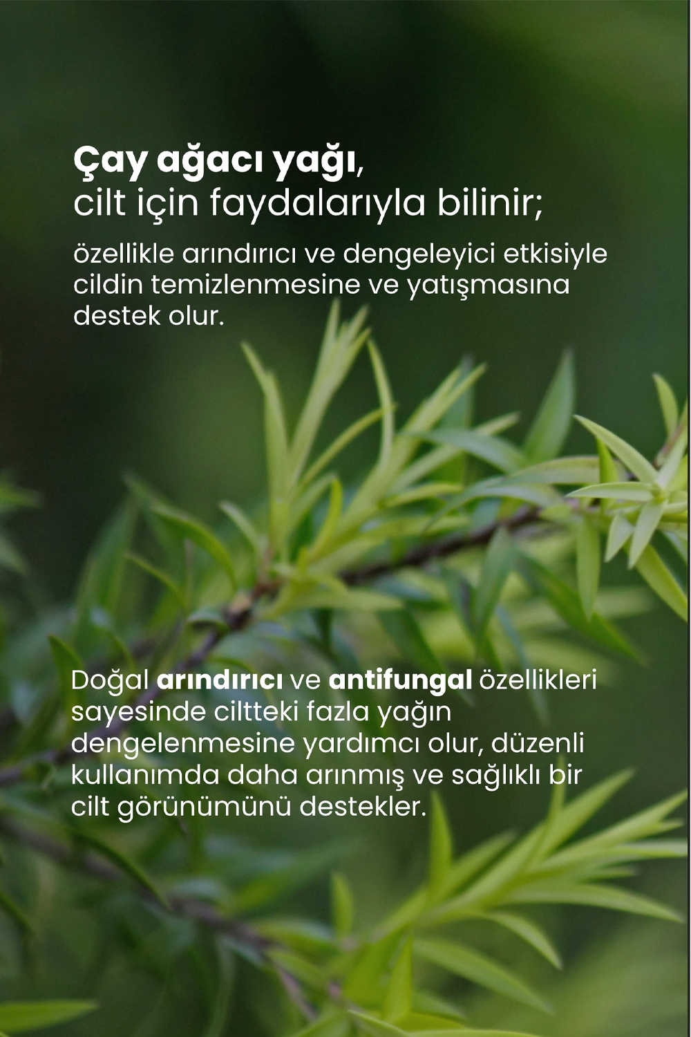 TTO Çay Ağacı Yağı 10 ml | KozmovitalVücut NemlendiricileriTTOTTO Çay Ağacı Yağı 10 ml