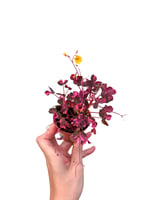 3lü Mini Yapraklı Oxalis Seti