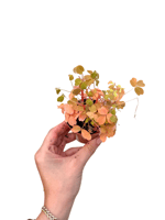 3lü Mini Yapraklı Oxalis Seti