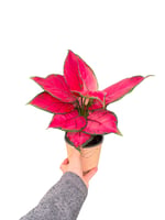 Aglaonema 'Pink Princess'