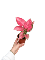 Aglaonema 'Pink Princess' Orta Boy