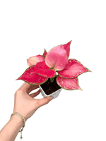 Aglaonema 'Pink Princess' Orta Boy