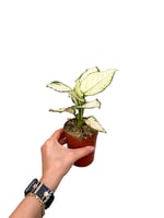 Aglaonema ‘White Joy'