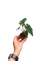 Alocasia Jacklyn