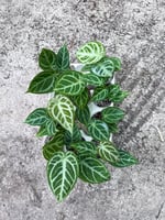 Anthurium Silver Blush