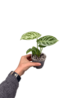 Anthurium Silver Blush