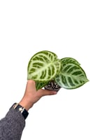 Anthurium Silver Blush