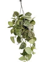 Askılı Gümüş Yapraklı Pothos Scindapsus Pictus 'Exotica'