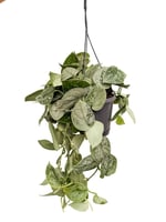 Askılı Gümüş Yapraklı Pothos Scindapsus Pictus 'Exotica'