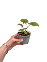 Begonia Bachiensis