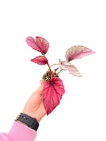 Begonia 'Maui Sunset'