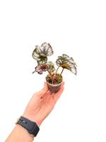 Begonia Rex 'Tornado' Sarmal Yapraklı Begonya