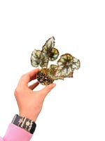 Begonia Rex 'Tornado' Sarmal Yapraklı Begonya