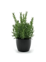 Biberiye Bitkisi Fidanı 15-25 CM