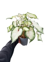 Caladium Bicolor