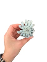Echeveria Baena Sukulent