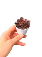 Echeveria Melaco Sukulent