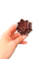 Echeveria Melaco Sukulent