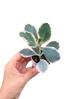 Kalanchoe Humilis
