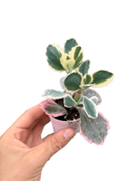 Kalanchoe Humilis